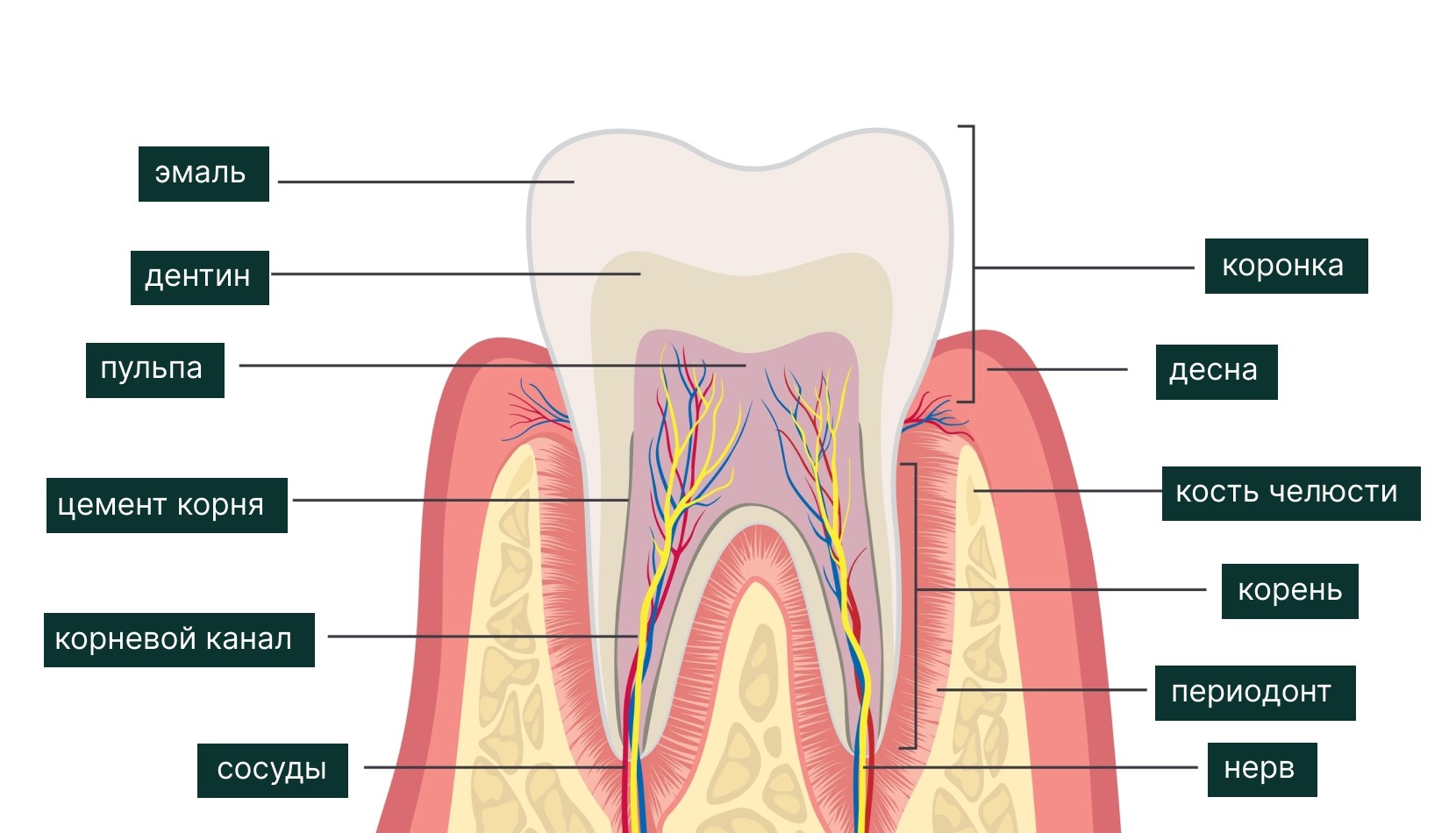 Строение зуба