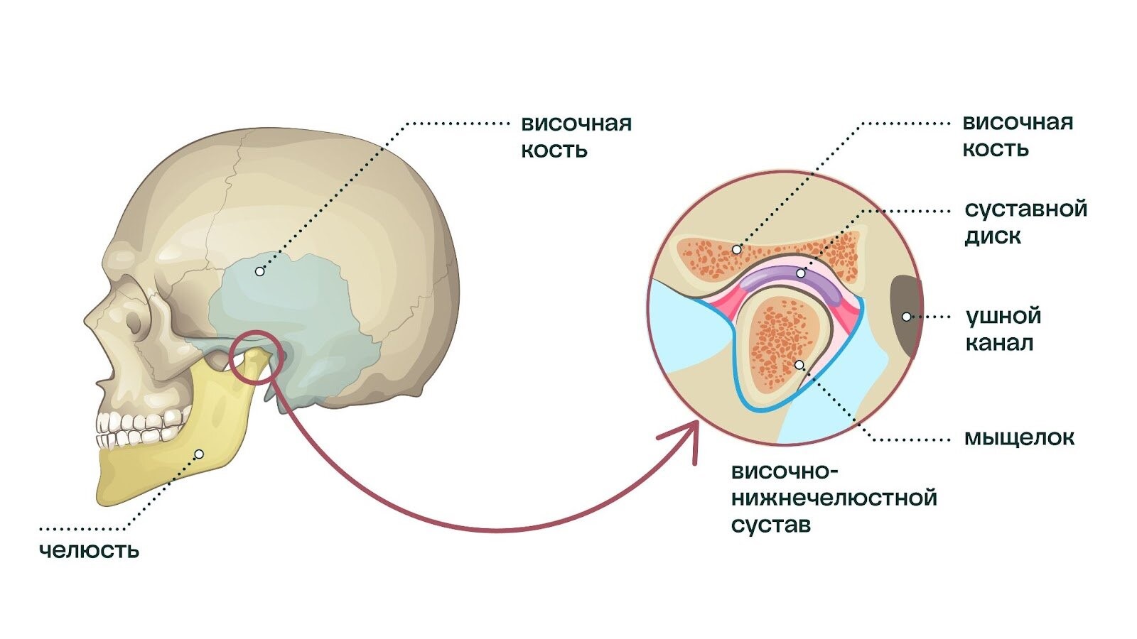 височно-нижнечелюстный сустав